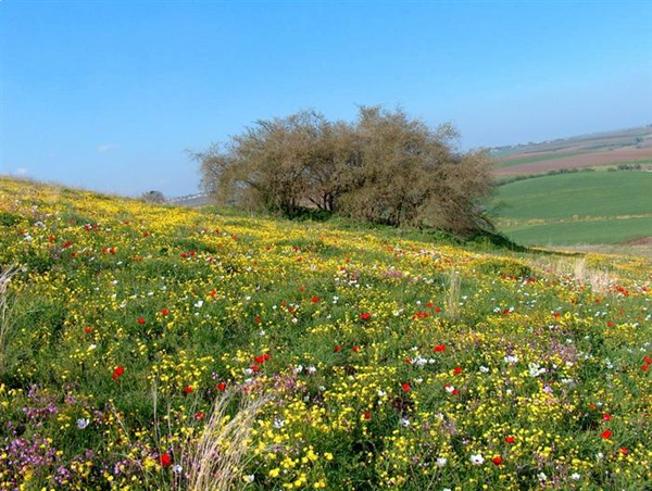 أمثال فلسطينية تحكي واقع المناخ الفلسطيني وتقلباته